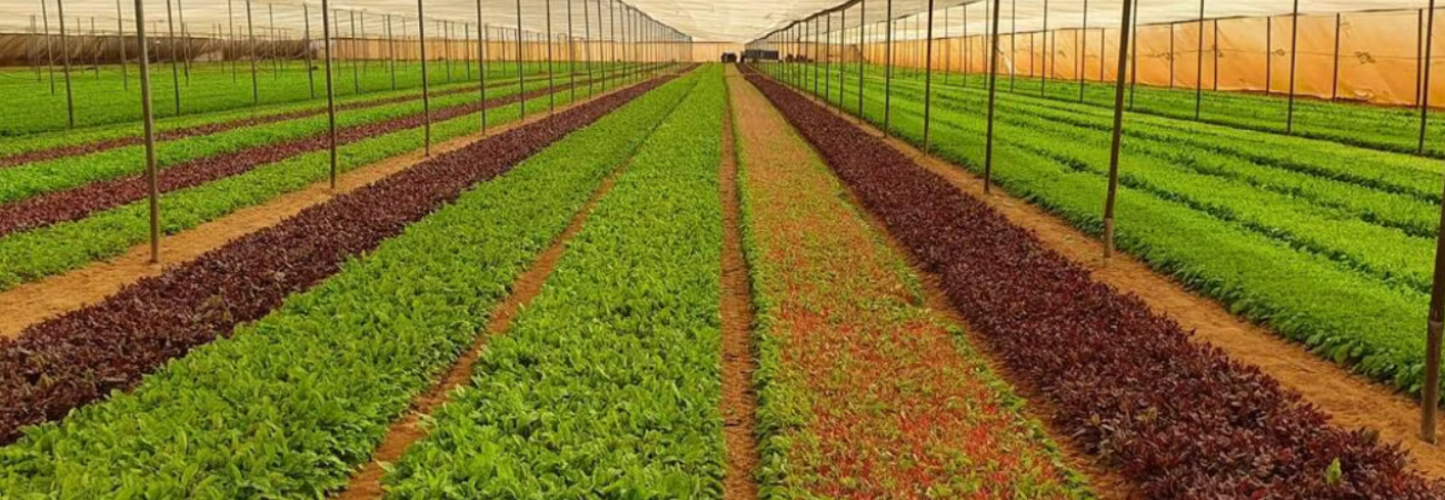 Desarrollo y producción de vegetales frescos en casas de cultivos protegidos