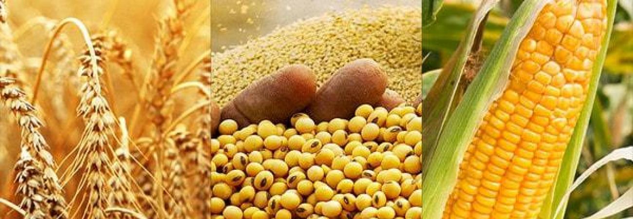 Producción y comercialización de Semillas y Granos de Maíz y Soya