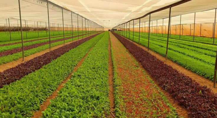 Desarrollo y producción de vegetales frescos en casas de cultivos protegidos