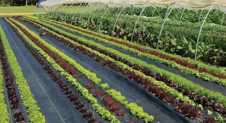 Cultivo de hortalizas y vegetales en sistema tapado