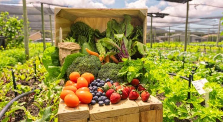 Cultivos techados y procesamiento de frutas, hortalizas y vegetales