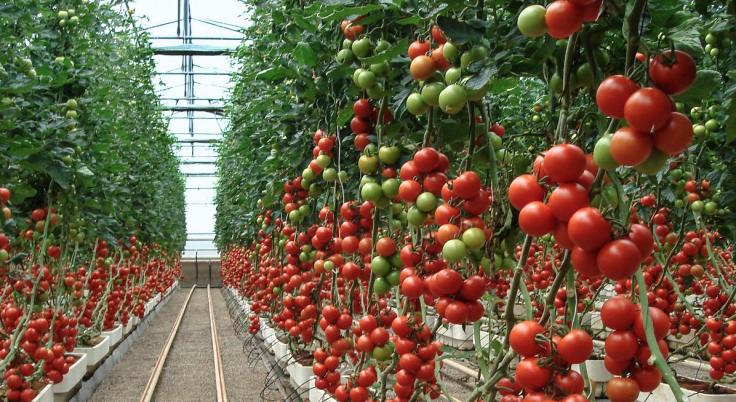 Cultivos techados y procesamiento de frutas, hortalizas y vegetales.